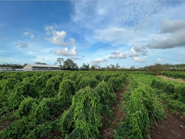 Cultivo Tubertico