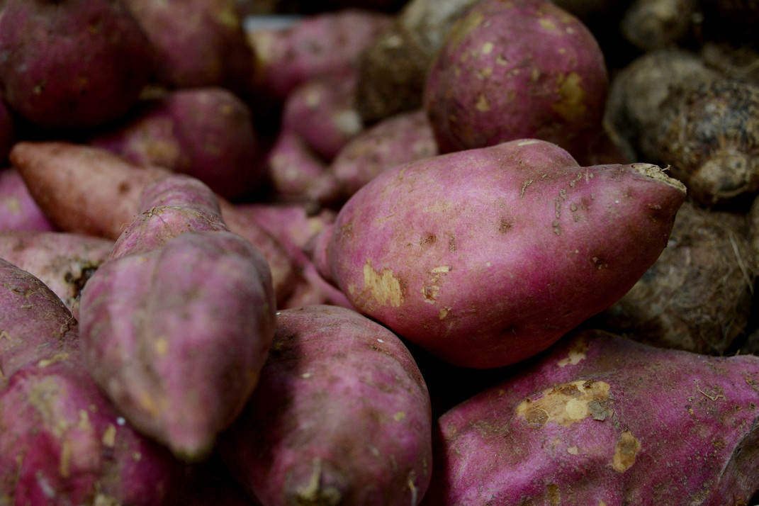 Camote