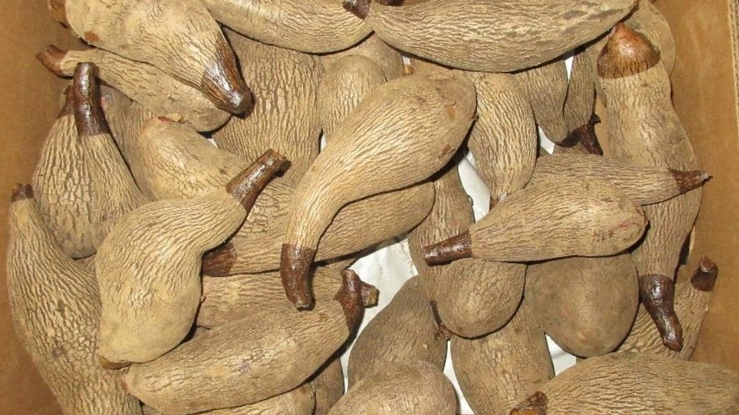 Yampi